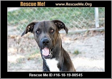 Is a dog rescue speciaiizing in great danes and other giant breeds. Georgia Great Dane Rescue ― ADOPTIONS ― RescueMe.Org
