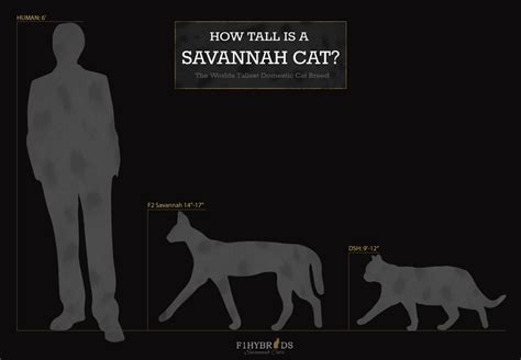 Bengal cat size and weight compared to a 5'10 (180 cm) human. Savannah Cat - Size,Diet,Temperament,Price.