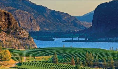Vaseux Lake Vineyards Okanagan British Columbia Canadatoday Is