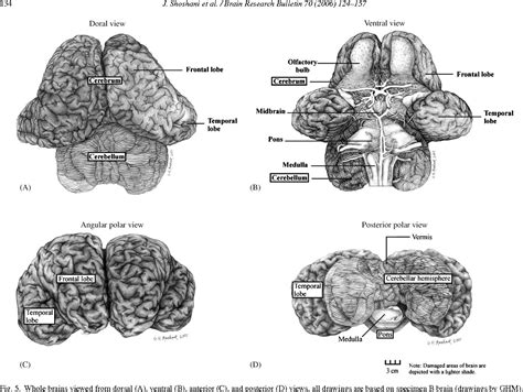 Figure 5 From Elephant Brain Part I Gross Morphology Functions