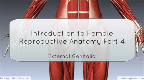 introduction to female reproductive anatomy part 4 external genitalia 3d anatomy tutorial