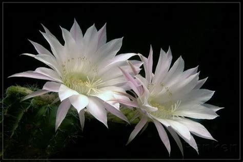 Các Loài Hoa Quỳnh Hoa Quỳnh Tiếng Anh Là Gì Epiphyllum Hay Night Cactus