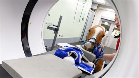 NC State’s New Standing CT a Game-Changer for Equine Care | Veterinary