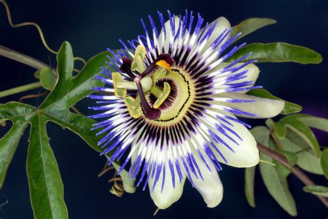 Passionsblume Passiflora Incarnata Als Heilpflanze Awlch