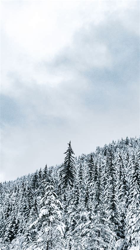 Download Wallpaper 2160x3840 Forest Trees Snow Snowy Winter Samsung