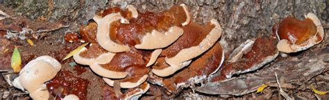 Hard Fungus At Base Of Tree