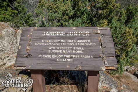 Jardine Juniper Tree Logan Canyon Utah The Trek Planner