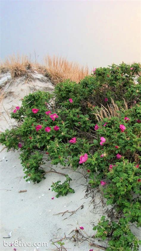 Wild Beach Roses In New England Be Creative