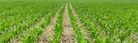 No Till Farming Practices To Boost Agricultural Productivity