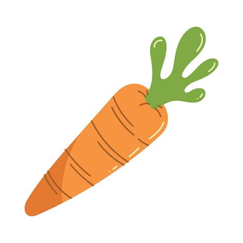 Fresh Carrot Vegetable 11147142 Vector Art At Vecteezy