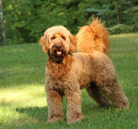 How Big Do Goldendoodles Get All You Need Infos