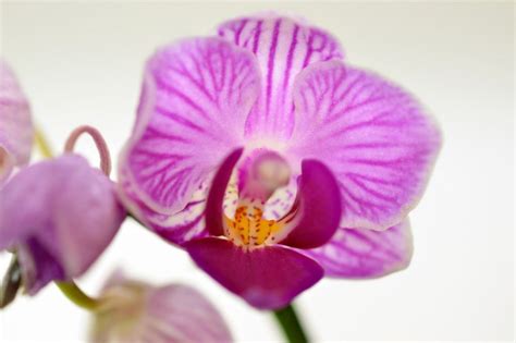 Cuidados De Las Orquídeas Moradas