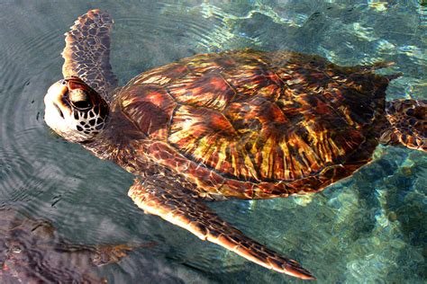 Honu Green Sea Turtle Maui Hawaii Photograph By Pierre Leclerc Photography