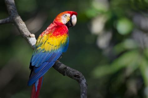 The Meaning And Symbolism Of The Word Macaw