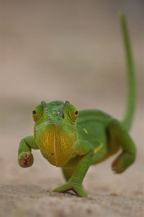 Chameleon By Colin Lagerwall 500px Cute Animals Cute Reptiles