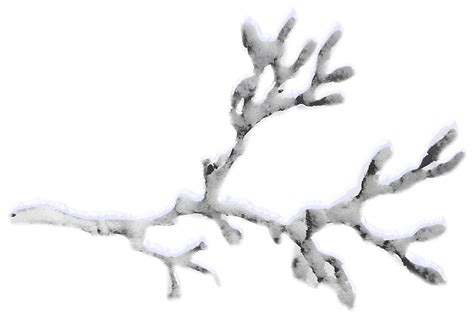 Snow Twig Snow Covered Branches Png Download 17451178 Free
