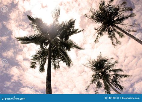 Palm Trees In Cloudy Sky Stock Image Image Of Atlantic 147120747