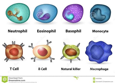White Blood Cells Overview Stock Illustration Image 44503325