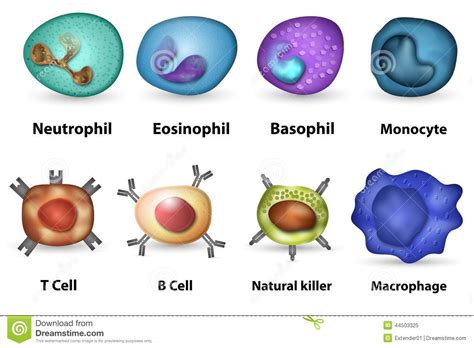 White blood cells overview stock illustration. Illustration of granulocyte - 44503325