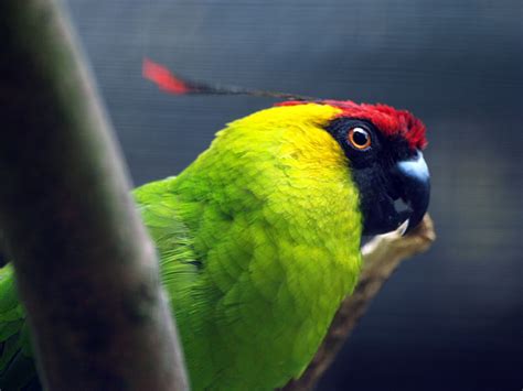 Wallpaper 1600x1200 Px 62 Bird Budgie Parakeet Parrot Tropical