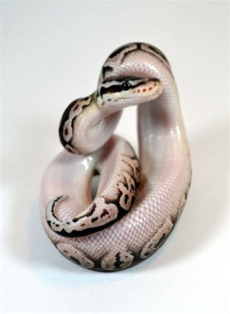 Black Pewter Ball Python Serpent Snake Snake