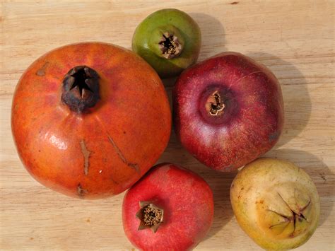 Biologist Wants Americans To Taste A Rainbow Of Pomegranates Ncpr News
