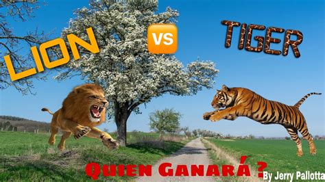 Leon Vs Tigre Quien Ganará Leon Tigre Animal Zoo Dianas Fun