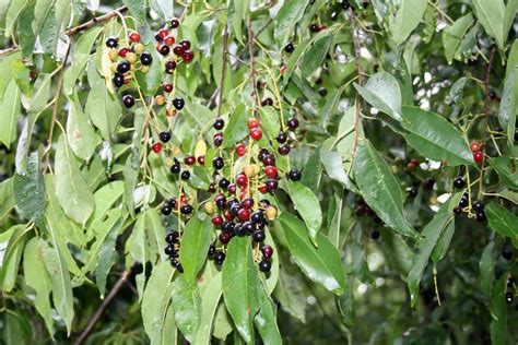 The tree produces a round, dark purple fruit that matures in late summer. A Tiny Homestead: Wild Black Cherry Jelly