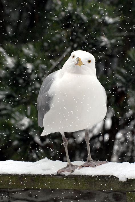 Herring Gull In Snow Photograph By Joyce Stjames Fine Art America