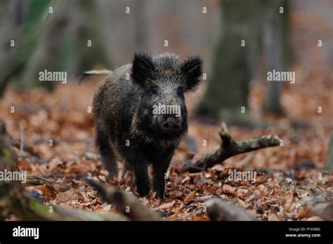 Wild Boar In The Forest Sus Scrofa Stock Photo Alamy