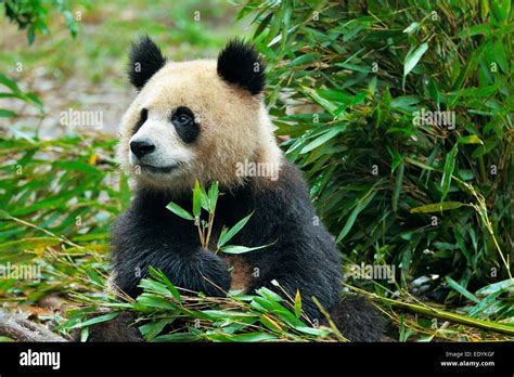 El Panda Gigante Ailuropoda Melanoleuca Alimentándose De Hojas De