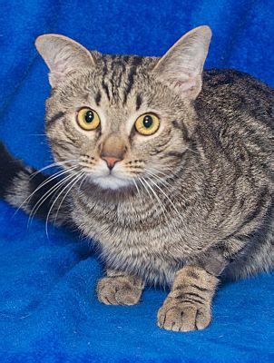 Elmwood Park NJ Domestic Shorthair Meet Lucus A Cat For Adoption