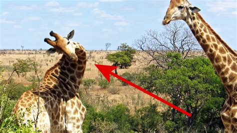 Drunk Giraffe Tries To Start A Fight Lowvelder