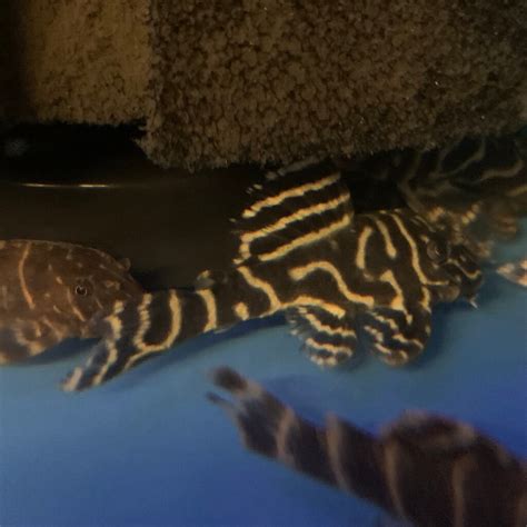 Mega Clown Pleco L 340 For Sale Exotic Fish Shop 774 400 4598