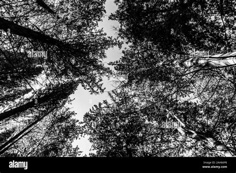 Canopy Of Tall Trees Seen From Below Black And White Stock Photo Alamy