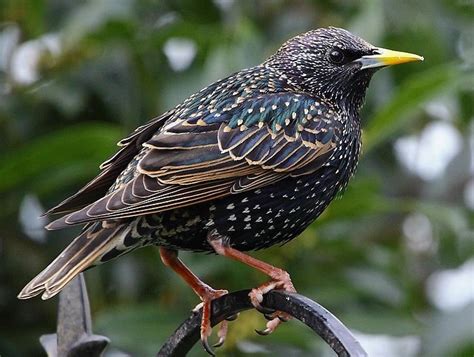 It is believed that about 100 european starlings released in new york in the early 1890s had successfully established populations in widespread parts of the eastern united states by about 10 years later. The invasive starling | Arnold Zwicky's Blog