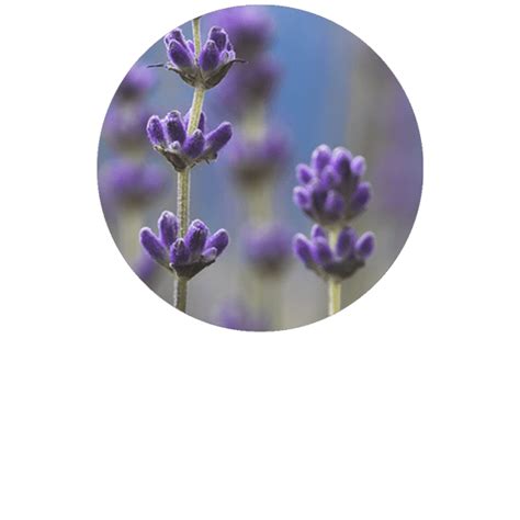 lavender spike organic essential oil florihana