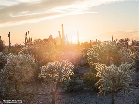 Sonora Desert Cactus Sunset