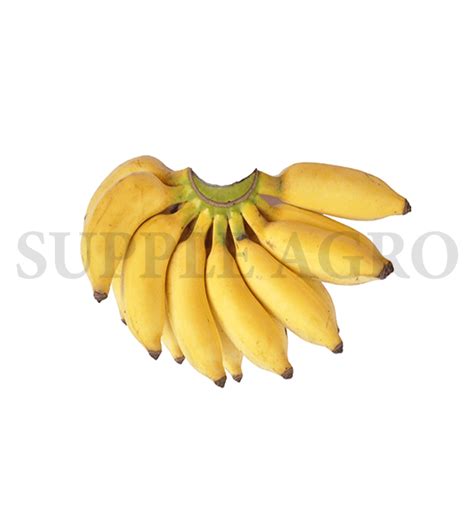 Buy Banana Yelakki Online 500 G Supple Agro Microgreens Farm Fresh