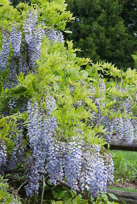 Wisteria Plant And Flower Stock Photography