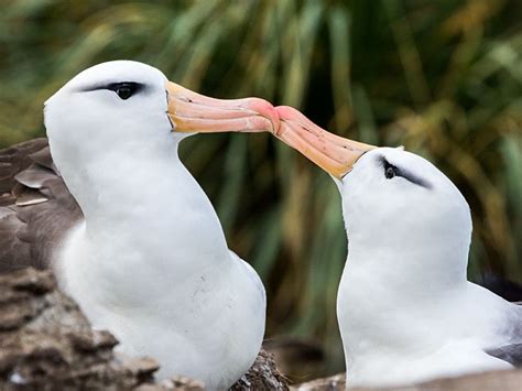 Black Browed Albatross Thalassarche Melanophris David Cook Beautiful Couple Beautiful Birds