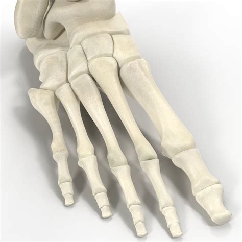 Max Human Skeleton Foot