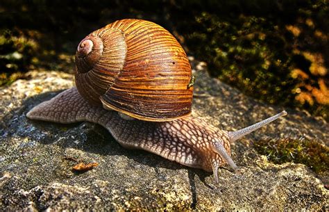 Snail Bauchfuesser Snail Shell Crawl Shell Mollusk Close Up