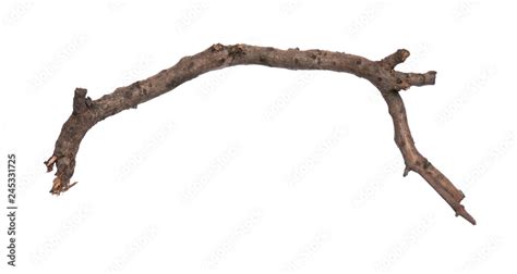 Single Dry Tree Branch Isolated On White Background Stick Tree Branch