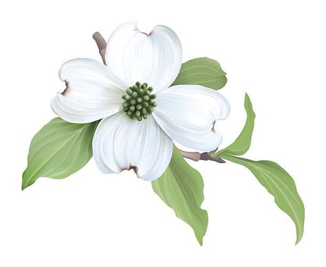 Dogwood Flower Clip Art Vector Images And Illustrations Istock