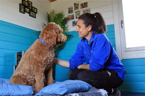 Doggy Day Care Pictures