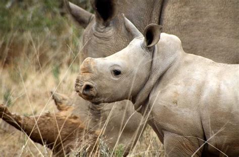 African Animals Rhino Of South Africa