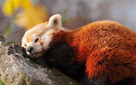 Red Panda Hd Wallpaper Background Image 1920x1200 Wallpaper Abyss
