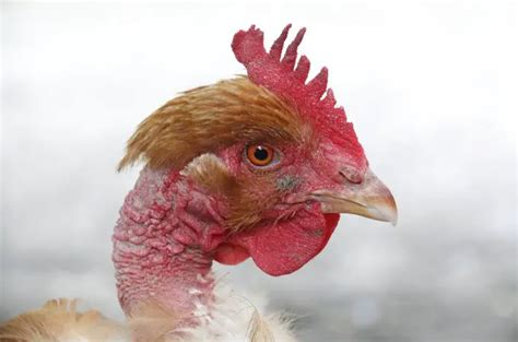 Turken Naked Neck Chicken Breed Facts Hot Sex Picture