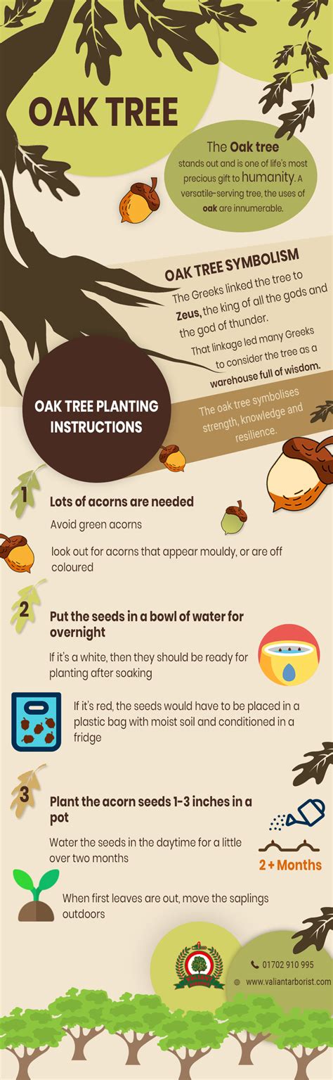 Majestic Oak Tree Symbolism And Planting Instructions